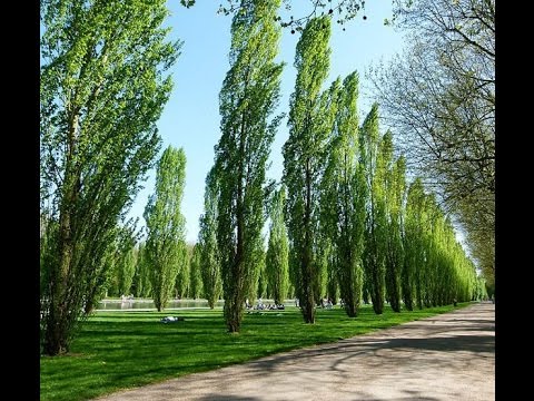 borderlands willow tree legendary codes